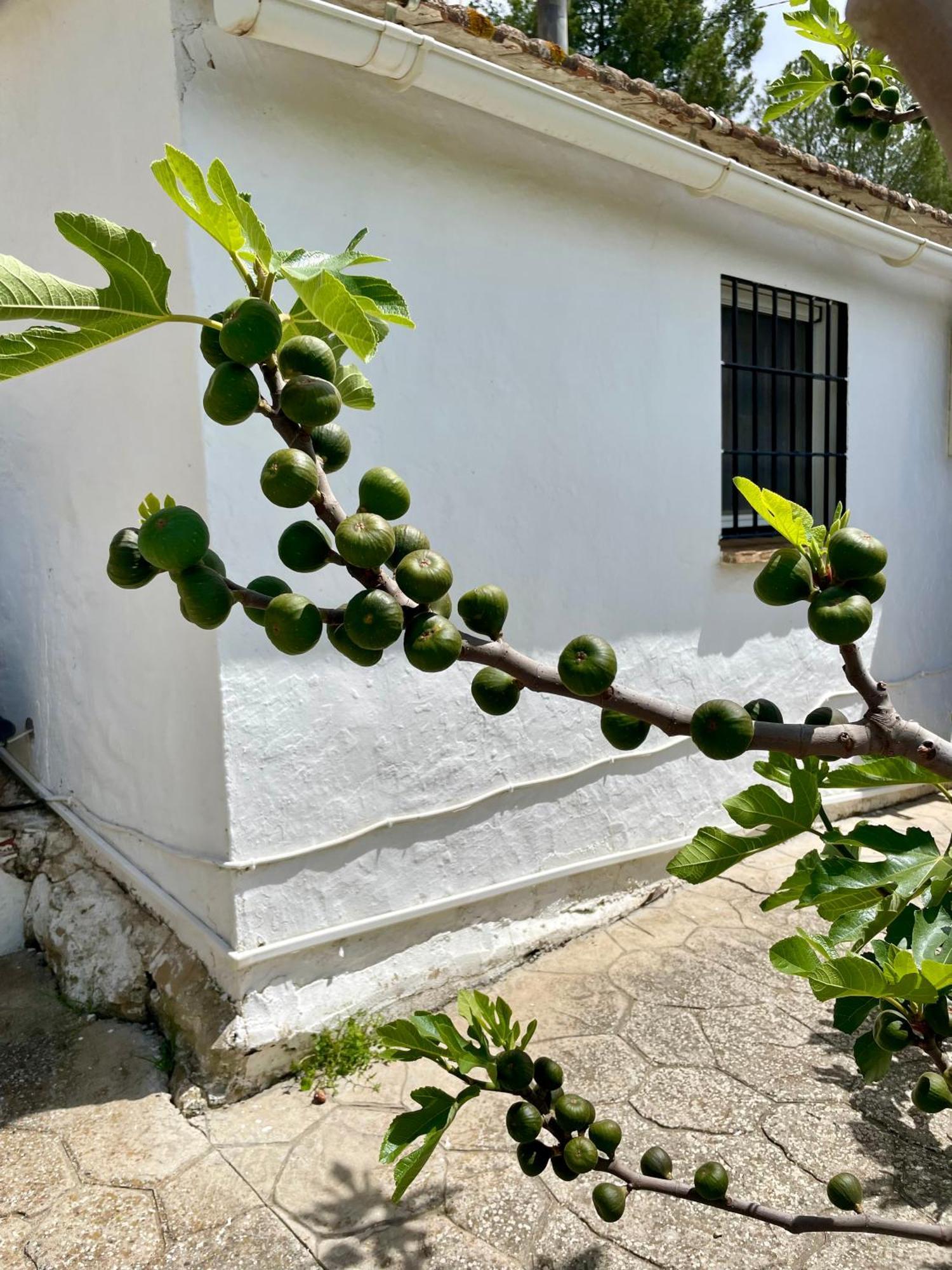 Finca El Sueno Andaluz Villanueva de la Concepción 外观 照片